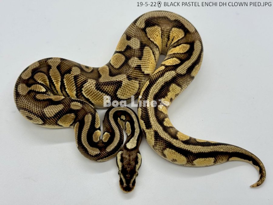  BLACK PASTEL ENCHI DH CLOWN PIED
